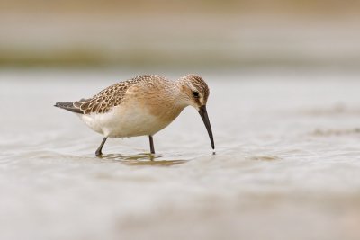 Krombekstrandloper / Curlew Sandpiper