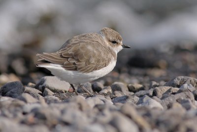 Strandplevier / Kentish Plover