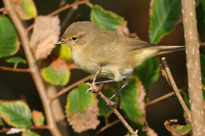 Tjiftjaf / Chiffchaff