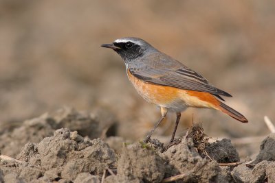 Gekraagde Roodstaart / Common Redstart