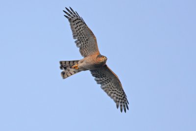 Sperwer / Sparrowhawk