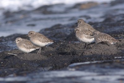 Zilverplevier / Grey Plover