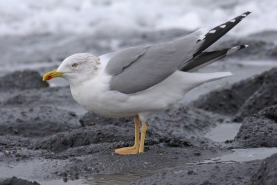 Geelpootmeeuw / Yellow-legged Gull