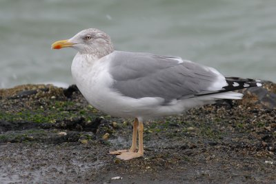 Zilvermeeuw / Herring Gull