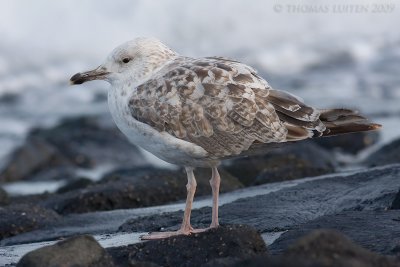 Pontische Meeuw / Caspian Gull