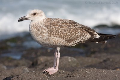 Geelpootmeeuw / Yellow-legged Gull