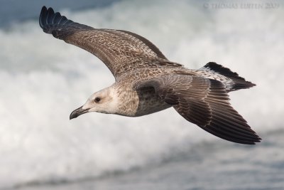 Geelpootmeeuw / Yellow-legged Gull