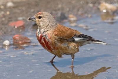 Kneu (Carduelis cannabina)