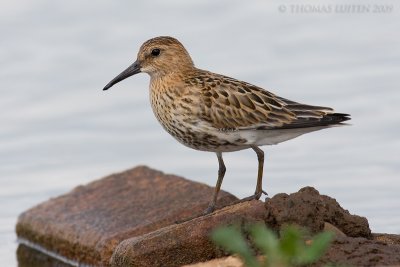 Bonte Strandloper / Dunlin