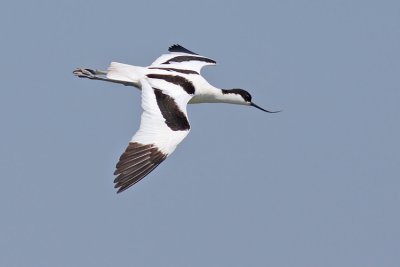 Kluut / Avocet