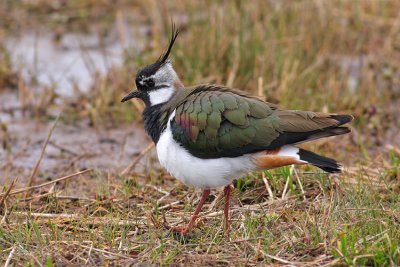 Kievit / Lapwing