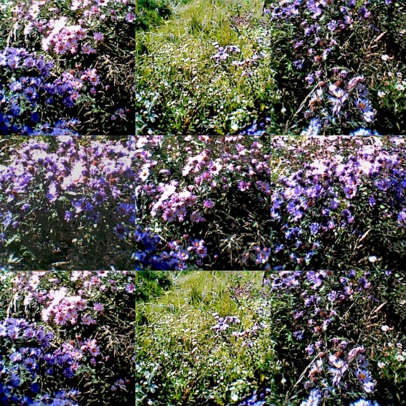 collage12.jpg