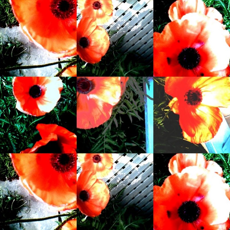 collage171.jpg