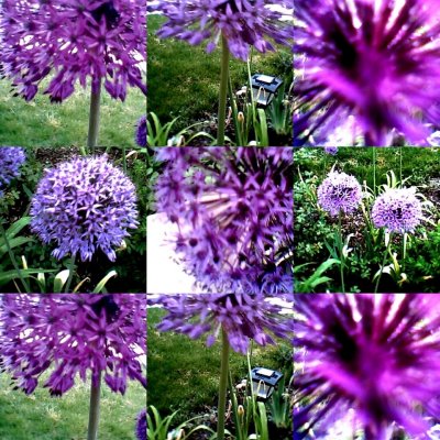 collage164.jpg