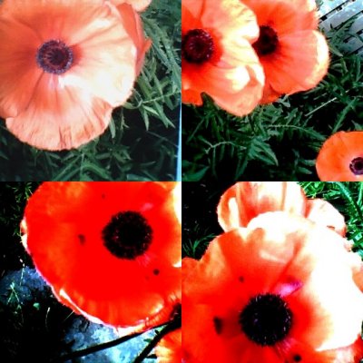 collage169.jpg
