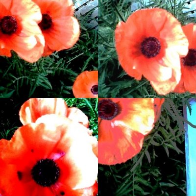 collage170.jpg