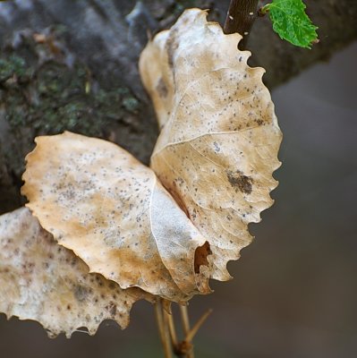 leaves