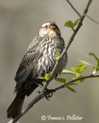 Carouge  paulettes Femelle_DSC4202.jpg