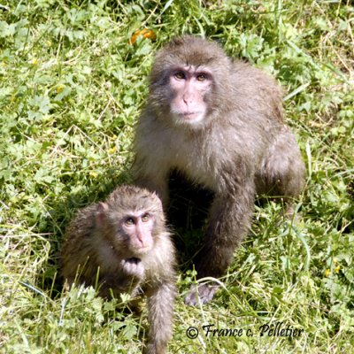Macaque du Japon_DSC9906.jpg