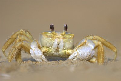 Crabe Fantme (Ghost crab)