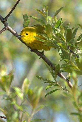 Paruline jaune