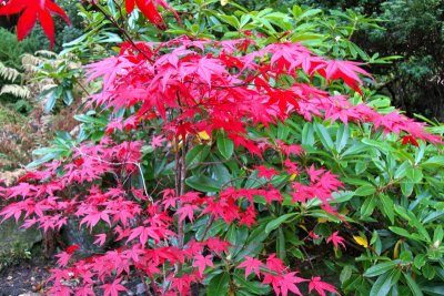 Johnston  Garden Green Contrast with Red
