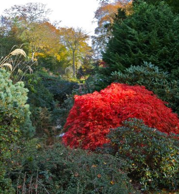 Johnston Garden-- Burst of Red