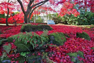 Johnston Garden -- Fern and Moss in a bed of  red