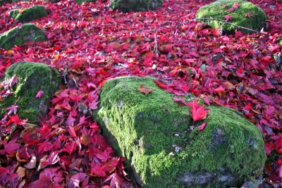 Johnston Garden detail of moss in the bed of red leaves
