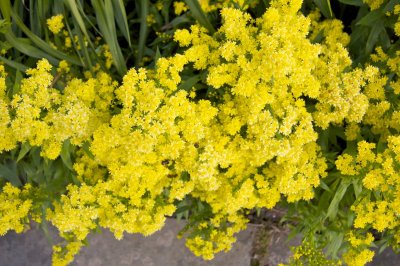 Bright Flowers with Bees