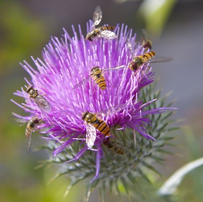 Bees on Thistle