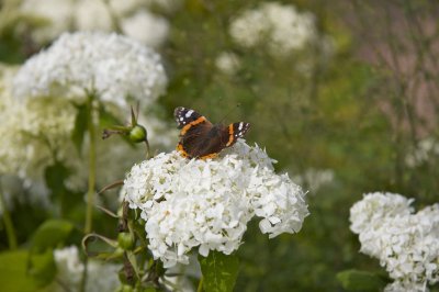Butterfly on Flowers