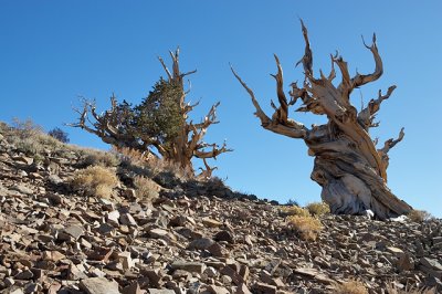 Bristlecone Pines at the Schulman Grove #2