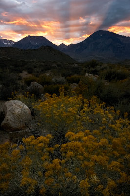 Sunset Rays