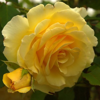 Yellow rose.of England_filtered.jpg