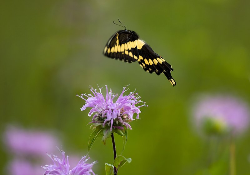 Black Swallowtail 7699