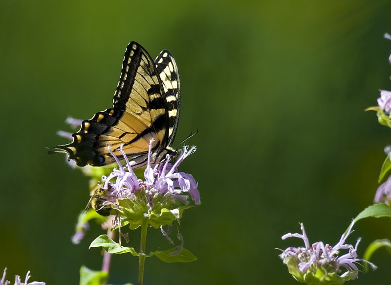 Swallowtail Butterfly