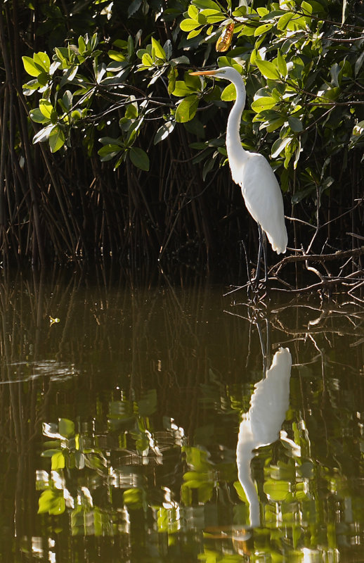 Great White Heron mangrove