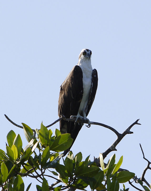 Osprey 2