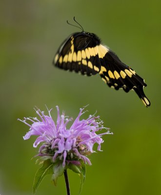 Black Swallowtail 7699