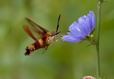 Hummingbird Moth 8028