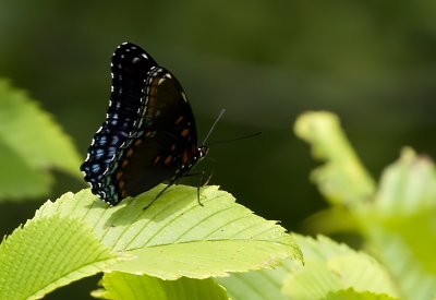 Red-spotted Purple 8040