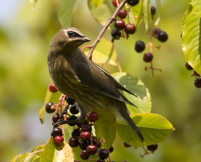 Cedar Waxwing immature