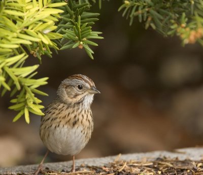 Lincolns Sparrow