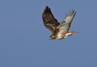 Red-tailed Hawk launching