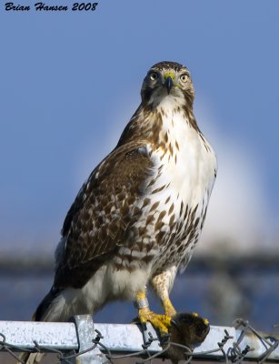 Red-tailed Hawk w/dinner