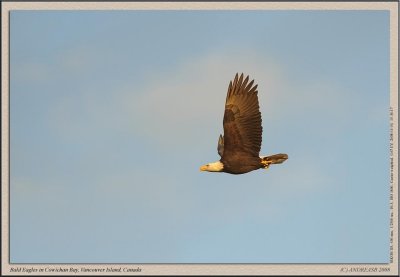 _D3A7082cs.jpg