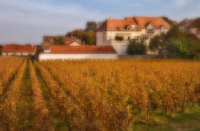 In the vineyards