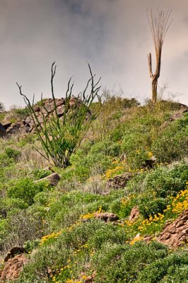 Desert in bloom