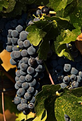 September, almost ready for picking